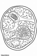 Eukaryotic Cell coloring Sheet sketch template
