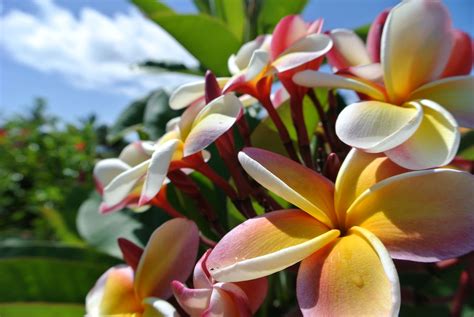 Hawaiian Plumeria [3872x2592][OC] : r/BotanicalPorn