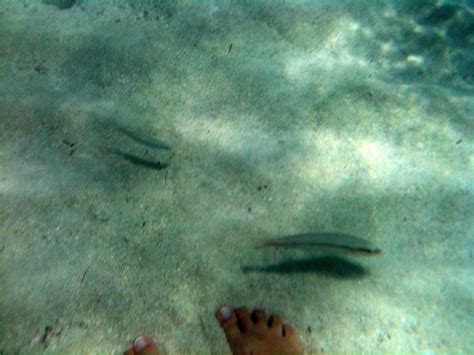 Providenciales: Snorkeling Smith Reef, East Side