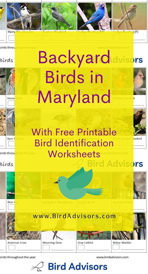 Backyard Birds in Maryland with Free Bird Identification and Tally ...