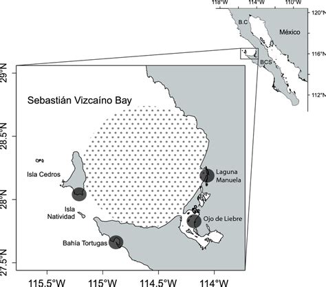 Map of the study area in Sebastian Vizcaino Bay (SVB), Baja California... | Download Scientific ...