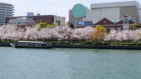 10 Best Cherry Blossom Viewing Spots in Osaka | Japan Wonder Travel Blog