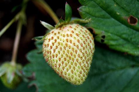 Unripe Strawberry stock photo. Image of green, leaves - 18110766