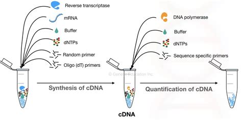 Reverse Transcription PCR: Principle, Procedure, Protocol, Advantages, Limitations, Applications