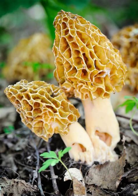 Mycélium de Morille blonde (morchella esculenta) - Spores et Champignons