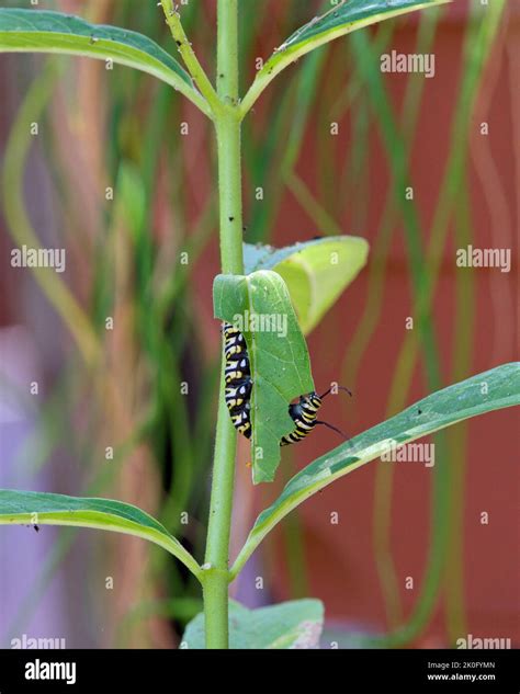 4th instar monarch butterfly caterpillar hanging upside down on milkweed leaf, meticulously ...