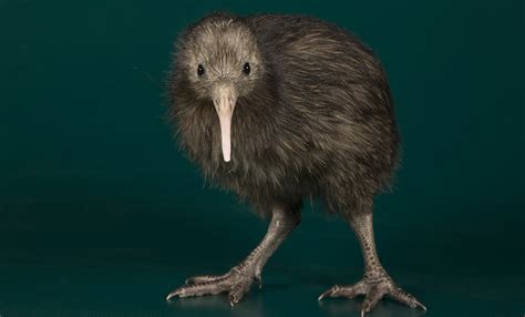 North Island brown kiwi | Smithsonian's National Zoo and Conservation Biology Institute