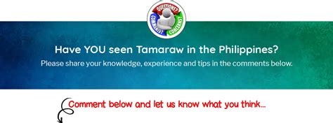 Interesting Facts About Tamaraw - Discover The Philippines