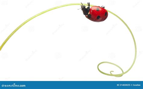 Seven-spot Ladybird Or Seven-spot Ladybug Royalty-Free Stock Photography | CartoonDealer.com ...