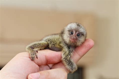 Teeny-Tiny Animals You Can't Believe Are Even Real | Däggdjur, Söta ...