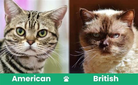 American Shorthair vs British Shorthair Cat: What’s the Difference? (With Pictures) - Catster