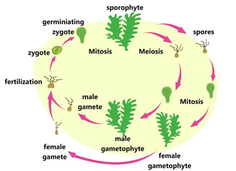 Science : life-cycle-of-algae-clipart : Classroom Clipart