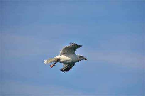 flying gull on blue sky 6179046 Stock Photo at Vecteezy