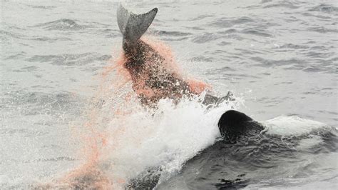 Orcas filmed hunting and killing elusive whale species off WA for first time - ABC News