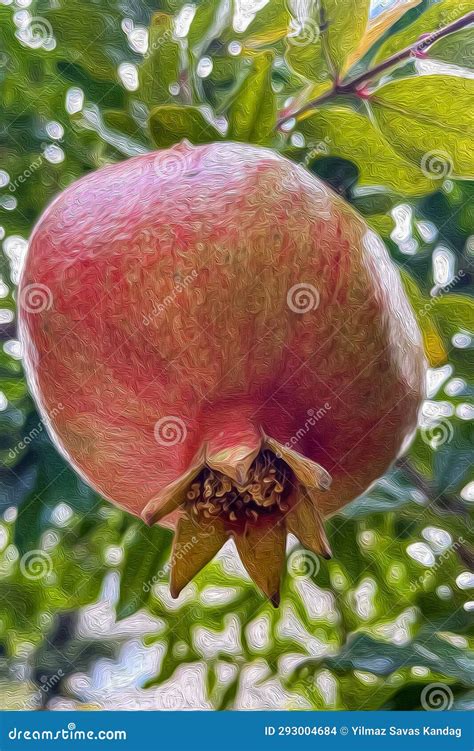 Pomegranate Fruit on the Tree. Oil Painting Style Stock Illustration ...