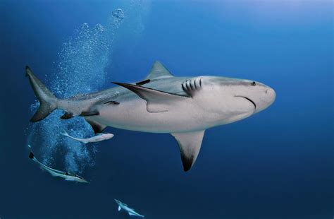 Images Of Bull Sharks