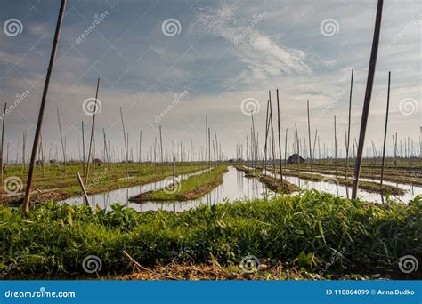 Floating Gardens on Inle Lake, Myanmar Stock Image - Image of state ...