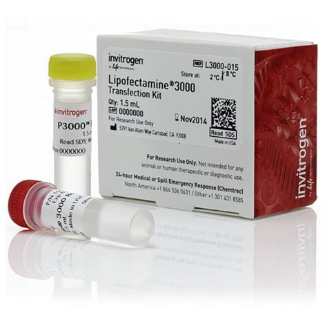 Lipofectamine™ 3000 Transfection Reagent