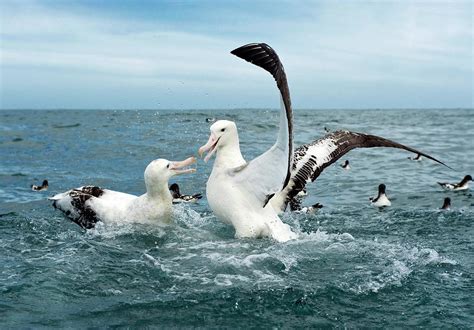 Gibson's Wandering Albatrosses Photograph by Tony Camacho/science Photo Library - Fine Art America