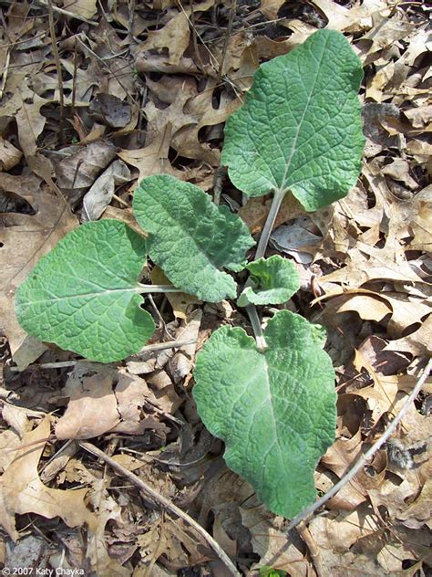 Arctium minus (Common Burdock): Minnesota Wildflowers