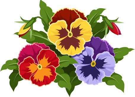 Pansy flowers, Flowers vector illustration, Flower painting