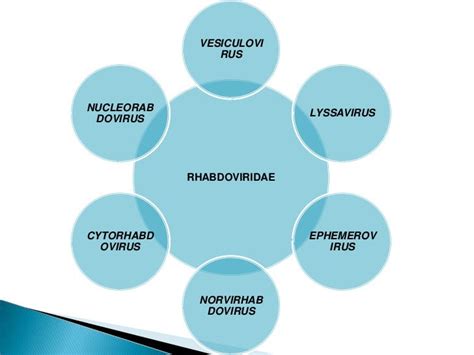 Rhabdoviridae ppt