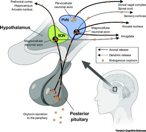 Oxytocin Production and Secretion within the Brain and in the... | Download Scientific Diagram