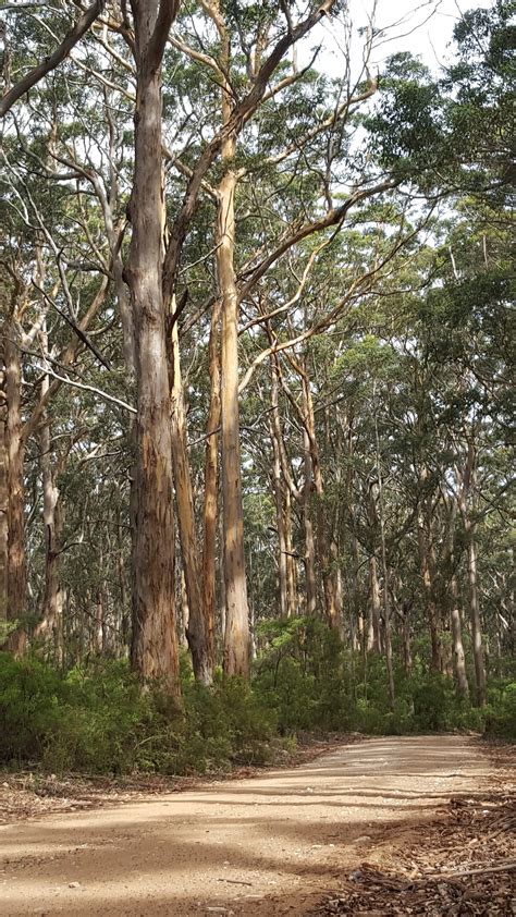 Jarrah-Karri Forest and Shrublands | One Earth