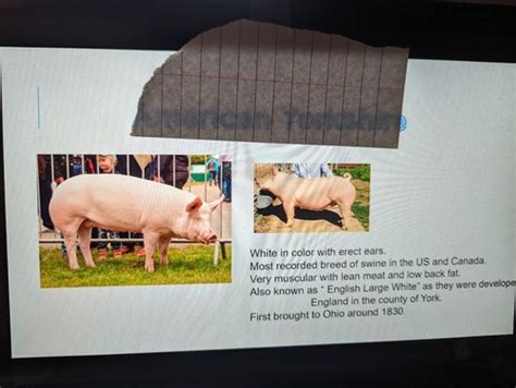 Porcine Breeds Flashcards | Quizlet