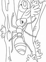 Fourmi Coloriage Hormiga Formiga Pintar Fourmis Semut Formiguinha  sketch template