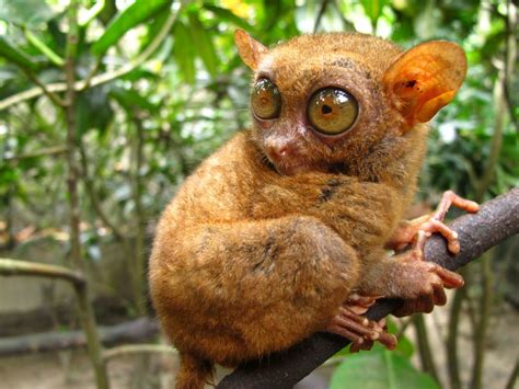 Bush Baby | Tarsier, Animal pictures, Animals