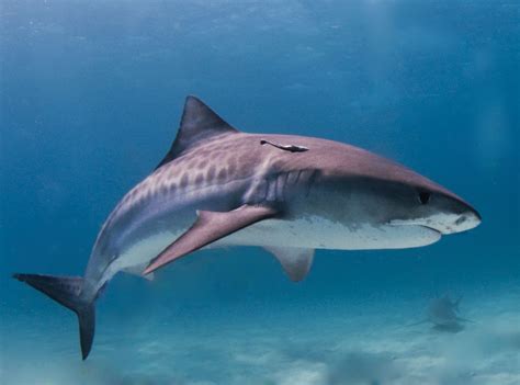 File:Tiger shark.jpg - Wikimedia Commons