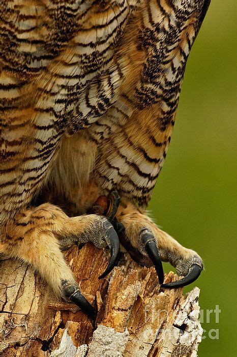 Wall Art - Talons of Great Horned Owl ©Adam Jones #owl #talons #great ...