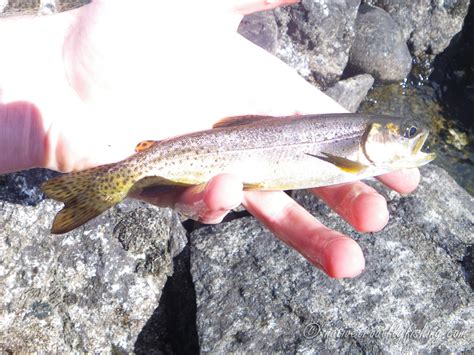 Native Trout Fly Fishing: Snake River Finespotted Cutthroat Trout