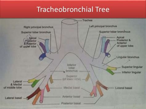 Anatomy of Tracheobronchial Tree and Bronchopulmonary Segments with s…