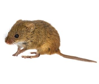 Types of mice in Western U.S. | Western Exterminator