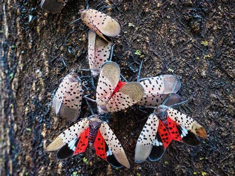 Spotted Lanternfly Infestation! - Doylestown, PA Patch