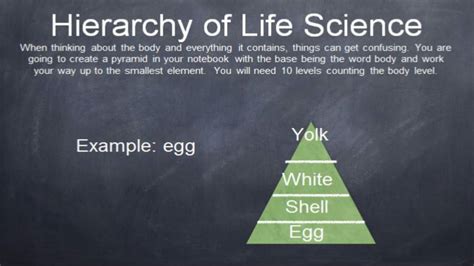 SOLUTION: Hierarchy of life - Studypool