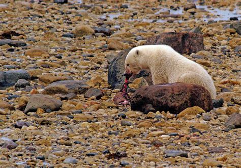 Polar Bears Eating Seals