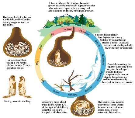 Hibernation - humans, body, process, life, energy, animals, air, cells