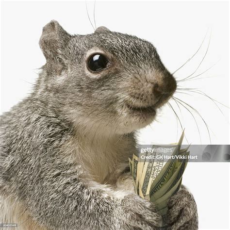 Squirrel Holding Money High-Res Stock Photo - Getty Images