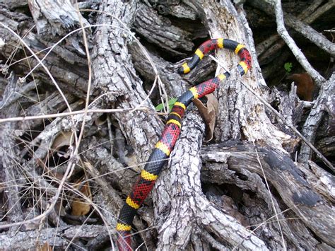 Venomous Snake Safety — Texas Parks & Wildlife Department