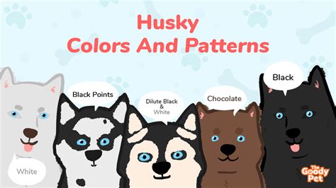 25+ Designs Husky Face Sewing Pattern - AksahLayton