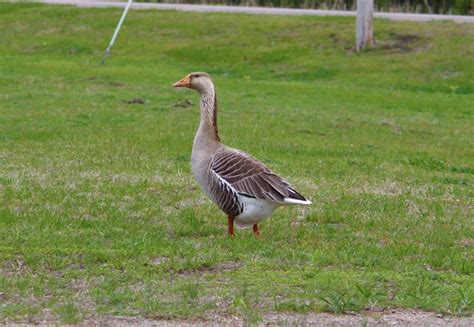 [Swan x Graylag Goose] (hybrid) – Birds of Nebraska – Online