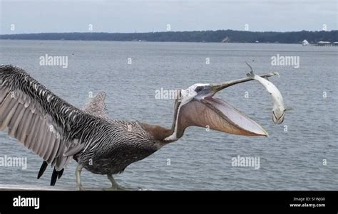 Pelican Eating Fish Stock Photo - Alamy