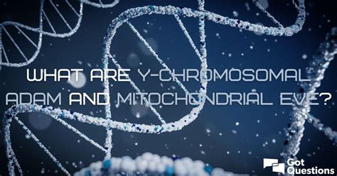 What are Y-Chromosomal Adam and Mitochondrial Eve?