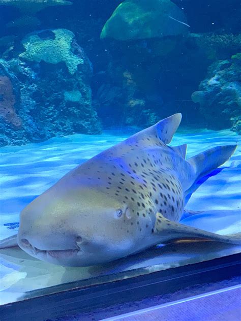 Virginia Aquarium: Intimate Encounters Kids Will Love