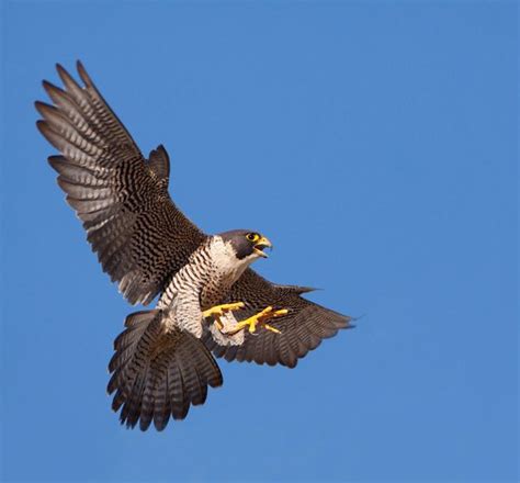 Types of Falcon Species. By Nick Askew. Below is shown a list of falcon species. | Peregrine ...