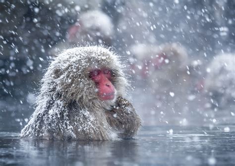 Hot baths help Japanese snow monkeys handle winter cold - Earth.com