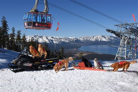 Skiing Safety Tip: Look for the Avalanche Rescue Dogs Who Save Lives